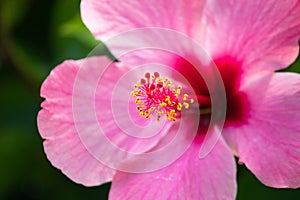 Pink Hibiscus stamen, flower pollen. Tropical flower