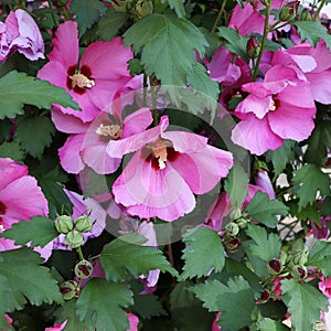 Pink Hibiscus syriacus flower. Common names as rose of Sharon, Syrian ketmia, shrub althea and rose mallow.It is the