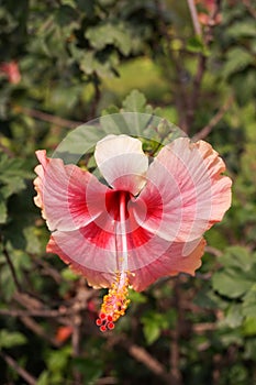 Pink Hibiscus syriacus flower in nature garden