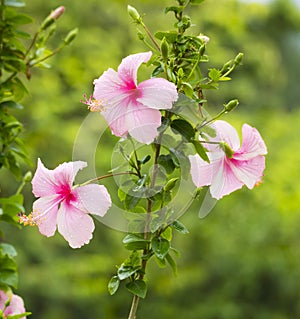 Pink Hibiscus,Tropical flower