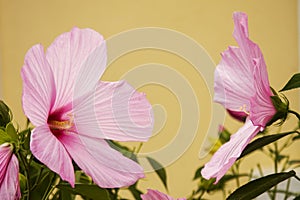 Pink Hibiscus turning to each other