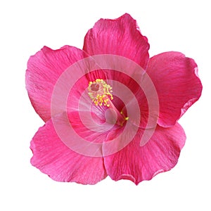 Pink Hibiscus on white background