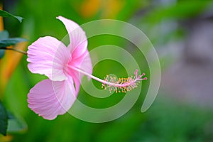 Pink Hibiscus with yellow carpel