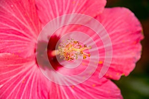 Pink hibiscuse flower