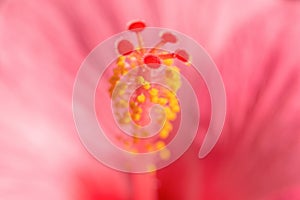 Pink Hibiskus tropical exotic flower blurred background