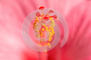 Pink Hibiskus tropical exotic flower blurred background photo