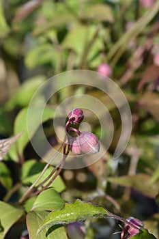 Pink Himalayan clematis