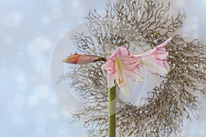 Pink hippeastrum amaryllis
