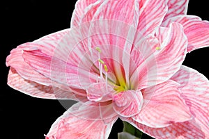 Pink Hippeastrum flower