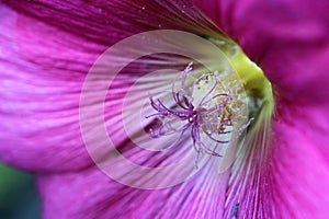 Pink hollyhock