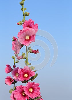 Pink hollyhock (Althaea rosea) blossoms