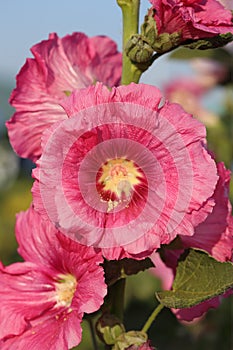 Pink hollyhock (Althaea rosea) blossoms