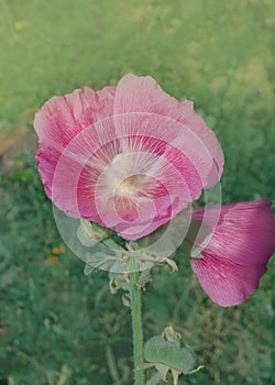 Pink hollyhock or Althaea rosea flower blossoms
