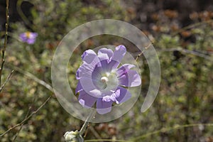 Pink hollyhock ,Althaea rosea, flower blossoms. Closeup