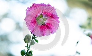 Pink hollyhock or Althaea rosea flower blossoms on a summer day