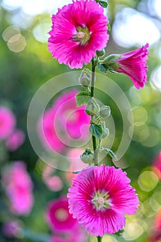 Pink hollyhock or Althaea rosea flower blossoms on a summer day