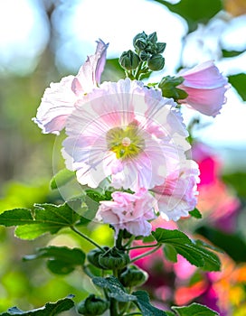 Pink hollyhock or Althaea rosea flower blossoms on a summer day