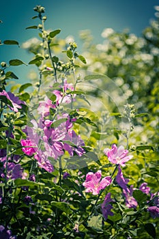 Pink Hollyhock blossoming in the daylight, beautiful garden flowers