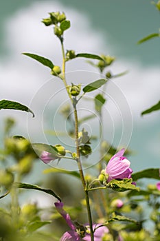 Pink Hollyhock blossoming in the daylight, beautiful garden flowers