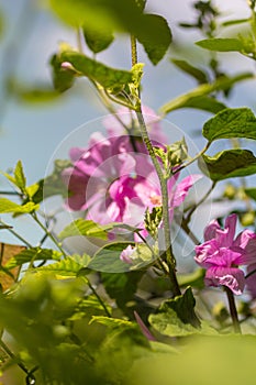 Pink Hollyhock blossoming in the daylight, beautiful garden flowers