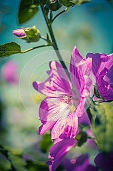 Pink Hollyhock blossoming in the daylight, beautiful garden flowers