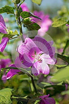 Pink Hollyhock blossoming in the daylight, beautiful garden flowers