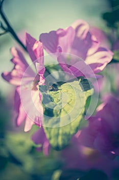 Pink Hollyhock blossoming in the daylight, beautiful garden flowers