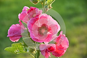 Pink hollyhock flower