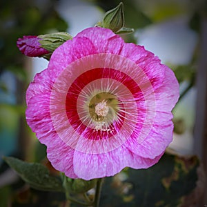 Pink Hollyhock Flower