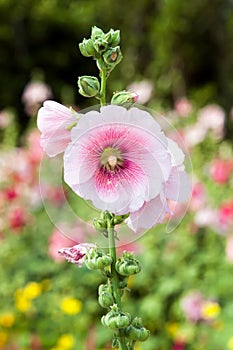 Pink hollyhock flower.