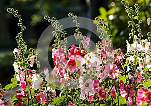 Pink Hollyhock Flower Alcea rosea