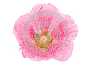 Pink hollyhock flower closeup