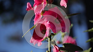 Pink Hollyhock flower, Da Lat city, Lam province, Vietnam