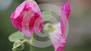 Pink Hollyhock flower, Da Lat city, Lam province, Vietnam