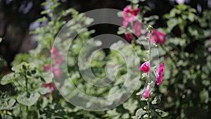 Pink Hollyhock flower, Da Lat city, Lam province, Vietnam