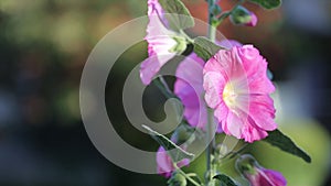 Pink Hollyhock flower, Da Lat city, Lam province, Vietnam