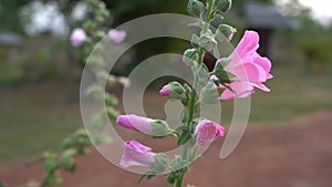 Pink hollyhock flower on green blurring background.