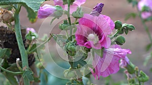 Pink hollyhock flower on green blurring background.