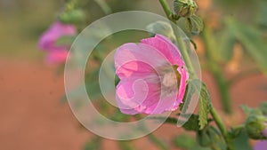 Pink hollyhock flower on green blurring background.