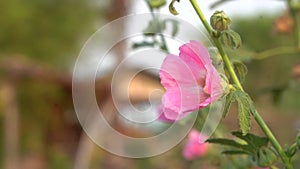 Pink hollyhock flower on green blurring background.