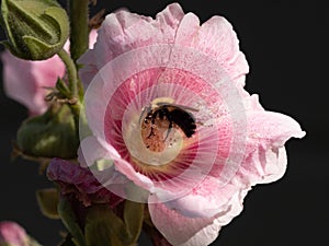 Pink Hollyhock Flower with Honey Bee Gathering Pollen