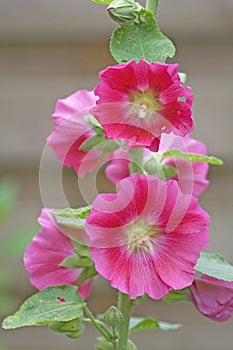 Pink hollyhock flowers
