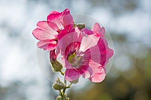 Pink Hollyhock Flowers