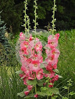 Pink Hollyhock flowers of Biennial, Herbaceous plant