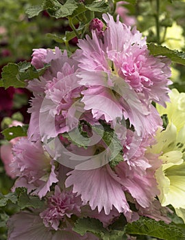 Pink Hollyhock lilac cluster - alcea - in a botanical garden in Panama