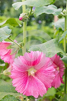 Pink hollyhock plant with flower growing in garden