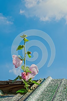 Pink Hollyhock Poking Through Roof