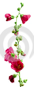 Pink Hollyhock on white Background - Illustration