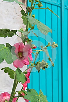 Pink Hollyhocks with blue blinds