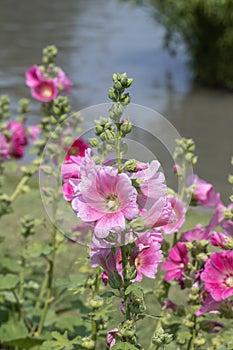 Pink Hollyhocks  flower in the garden.Alcea rosea Beautiful blooming pink flowers in green background.